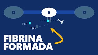 Fibrinogênio plasmático  INTERPRETAÇÃO DE EXAMES [upl. by Limann147]