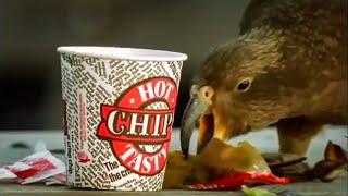 Kea Parrots Eat Fast Food  The Smartest Parrot  BBC Earth [upl. by Allys]