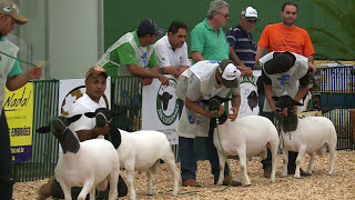 Conheça a raça Dorper para produção de carne de cordeiro [upl. by Ardnuas826]