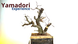 Biancospino da yamadori primo step verso il cammino bonsai [upl. by Rema]