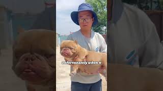 Cute bully dog pets heartwarmingpets animallover animals [upl. by Donelson]