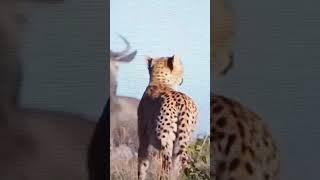 Cheetahs cause stir to isolate target shortwildlife [upl. by Sass]