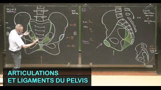 Anatomie des articulations du pelvis Pelvis 2 [upl. by Brandyn]