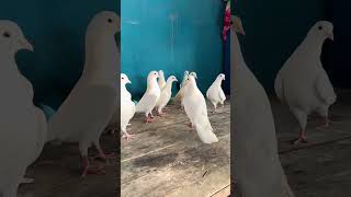 Tara Family pigeon kabootar birds kabutar pigeonlover [upl. by Harms]