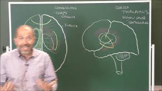 Neuroanatomie 6  diencéphale et 3e ventricule Thalamus and third ventricle [upl. by Esile261]