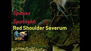 Red Shoulder Severum  Species Spotlight [upl. by Avie370]