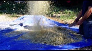 Threshing Wheat with a Flail 2010 [upl. by Nuawaj]