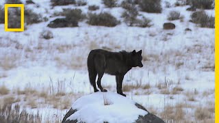 Les incroyables conséquences de la réintroduction des loups dans le parc de Yellowstone [upl. by Phene803]