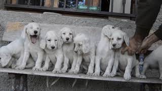 English Setter first lesson [upl. by Kopans59]