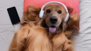 Pet Therapy Over 22 Hours of Soothing Music for  Music for Cats  Music for Dogs [upl. by Raquela]