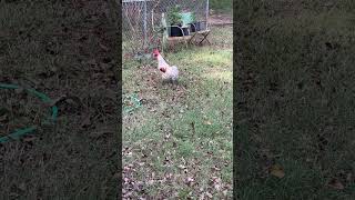 Rooster Cogburn If anyone knows what kind of rooster this is comment below farmliving rooster [upl. by Eendys490]