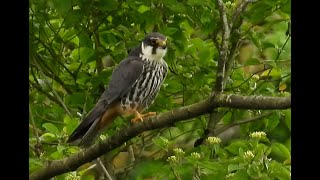 Hobby x2 at Dinton Pastures May 2024 [upl. by Graehme]