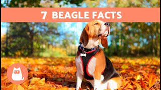 7 FACTS About the BEAGLE DOG BREED 🐶🐾 Why They Are So Loveable [upl. by Nhguav335]