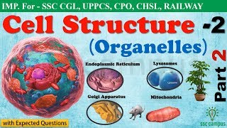 Cell StructurePart 2  Endoplasmic Reticulum  Lysosomes  Mitochondria NCERT Class 8911 [upl. by Carlin]