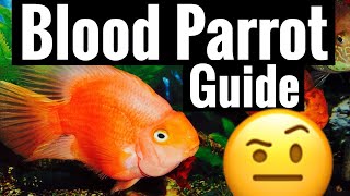 Red Blood Parrot Cichlid Care  Tank Behavior Community [upl. by Dietz]