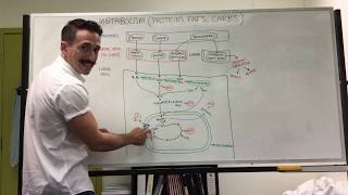 Carbohydrate Protein and Fat Metabolism  Metabolism [upl. by Amethyst]