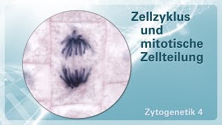 Zytogenetik 04 – Zellzyklus und mitotische Zellteilung [upl. by Wei]