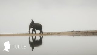 TULUS  Gajah Official Music Video [upl. by Zobias]