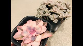 Propagating Varigated Graptopetalum Superbum and Ghost Plant [upl. by Kenelm]