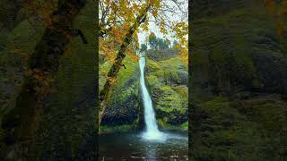 Beautiful Horsetail Falls in Oregon waterfalls pnw nature oregonwaterfalls [upl. by Rozanne243]