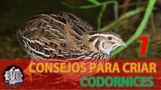 7 Consejos importantes para criar Codornices HD [upl. by Narbig419]