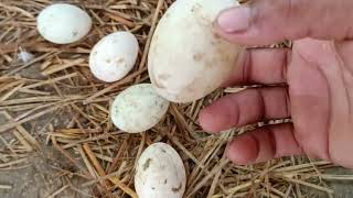 Layer Duck Egg Production phulparas madhubani duckfarming [upl. by Annadiane]