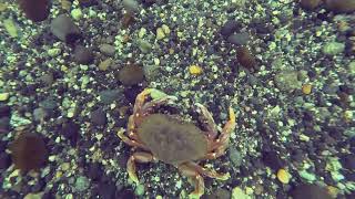 Porteau Cove Freediving  Centennial III Ship Wreck [upl. by Ross660]