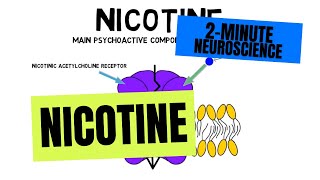 2Minute Neuroscience Nicotine [upl. by Erlond]