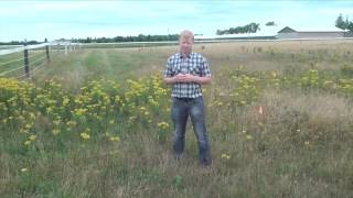 Controlling Tansy Ragwort Keeps Livestock Safe From Poisonous Weed [upl. by Jamesy95]