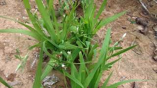 Palmeirinha ou coquinho uma ótima planta medicinal [upl. by Jelena]