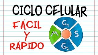 🌐 CICLO CELULAR 🔬 Fácil y Rápido  BIOLOGÍA [upl. by Nnyllatsyrc374]