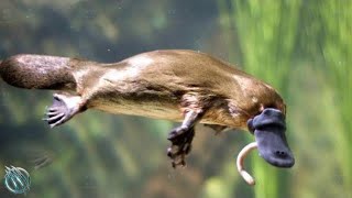 DUCKBILL PLATYPUS ─ The Cute Webbed Oddball That Can Kill You [upl. by Oakleil]