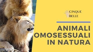 Gli animali omosessuali presenti in natura [upl. by Fabriane]