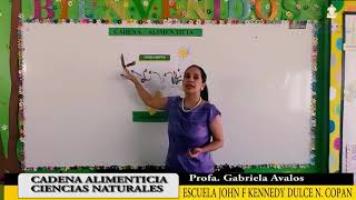 Cadena alimenticia – Tercer Grado – Ciencias Naturales [upl. by Scammon779]