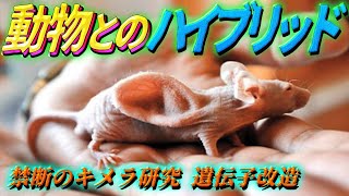 動物とのハイブリッド？ キメラ研究 遺伝子改造の歴史 [upl. by Selie]