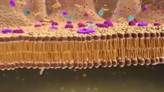 CellularBiology  • • INTESTINAL ABSORPTION •  Membrane  Transport • [upl. by Eedolem114]