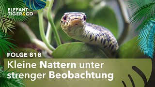 Nachtsicht statt Nachtschicht Folge 818  Elefant Tiger amp Co  MDR [upl. by Reuven311]