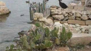 Ducks Village Sliema Malta [upl. by Temme612]