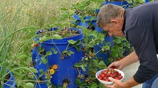 Jagode iz buradi  Strawberries from the barrel [upl. by Rie]