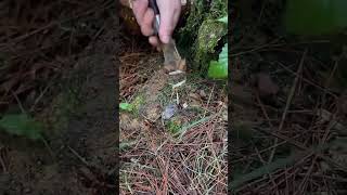 The process of digging Cordyceps sinensis [upl. by Abigail]