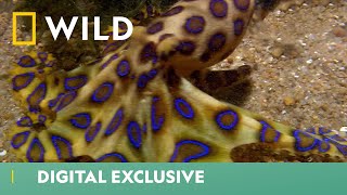 This Killer Octopus Is Both Beauty amp Brains  Deadliest Month Ever  National Geographic UK [upl. by Pietrek]