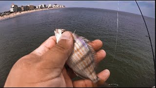 LOCK N LOAD EXOTICS VIRGINIA BEACH PIER FISHING IGF RETURNS [upl. by Hnaht]