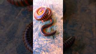 the millipede went back to sleep shortvideo [upl. by Anyehs]