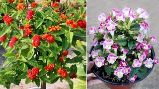 15 BLOCKBUSTER Plants that Bloom ALL Year Around [upl. by Abraham806]