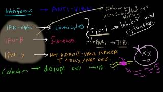 Immunology  Interferons [upl. by Aiahc]