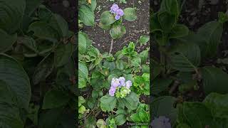 Hydrangea flower blooming in autumn [upl. by Nirot]