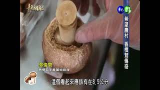 「香檳茸」是什麼 對你我健康的好處 樂活生技 [upl. by Yvi]