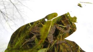 Redlegged Frog Calling Underwater [upl. by Sassan]