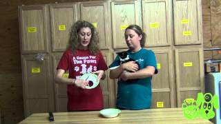 Homemade ECollar for Cats  PETS Clinic  Wichita Falls Texas [upl. by Atteroc]