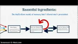 Multi Store Model of Memory [upl. by Chad]